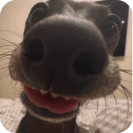 Эмодзи итальянская борзая