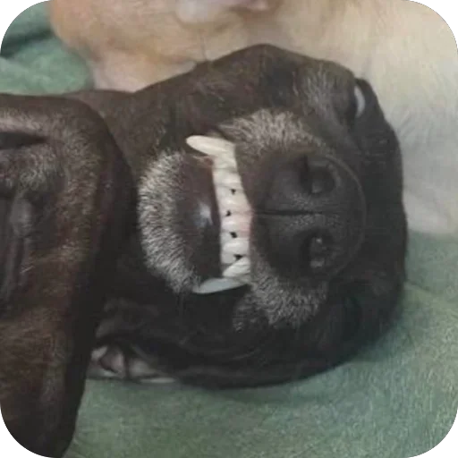 Эмодзи итальянская борзая