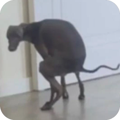 Эмодзи итальянская борзая