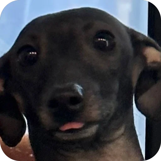 Эмодзи итальянская борзая