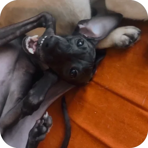 Эмодзи итальянская борзая