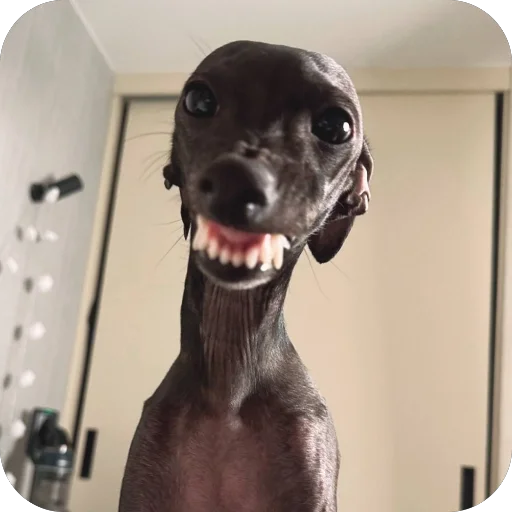 Эмодзи итальянская борзая