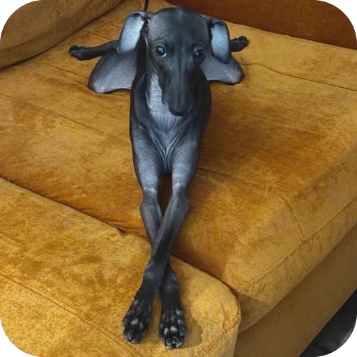 Эмодзи итальянская борзая