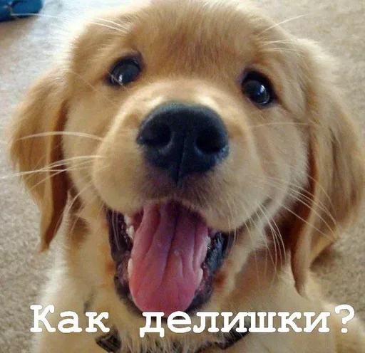 Эмодзи Golden retriever forever!