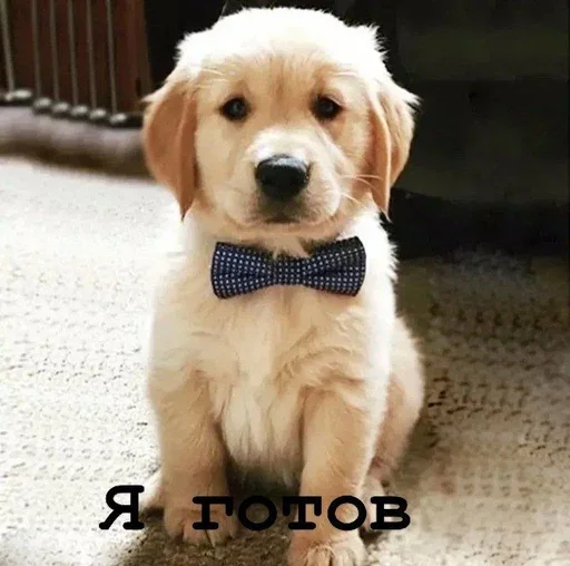 Эмодзи Golden retriever forever!