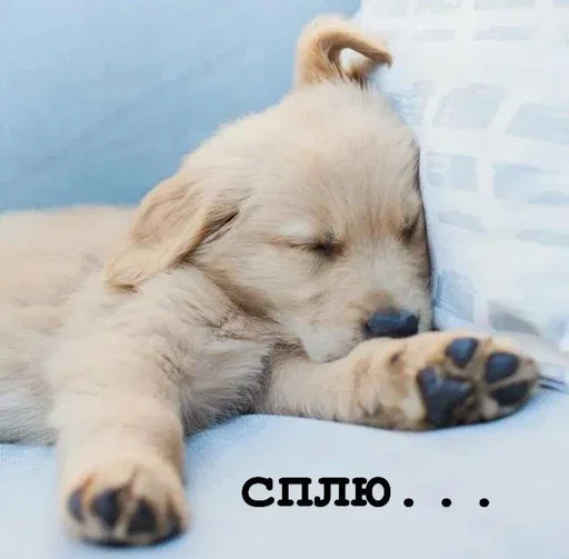 Эмодзи Golden retriever forever!