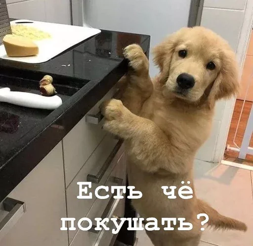 Эмодзи Golden retriever forever!