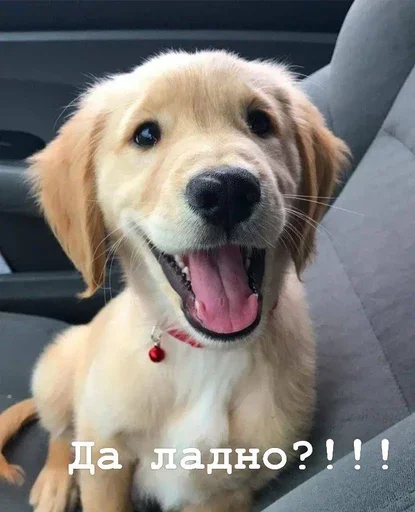Эмодзи Golden retriever forever!