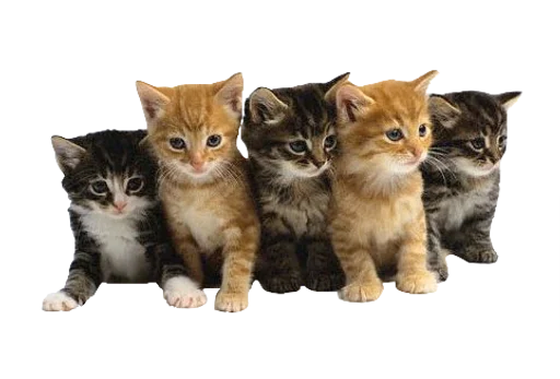 Эмодзи Cats 2