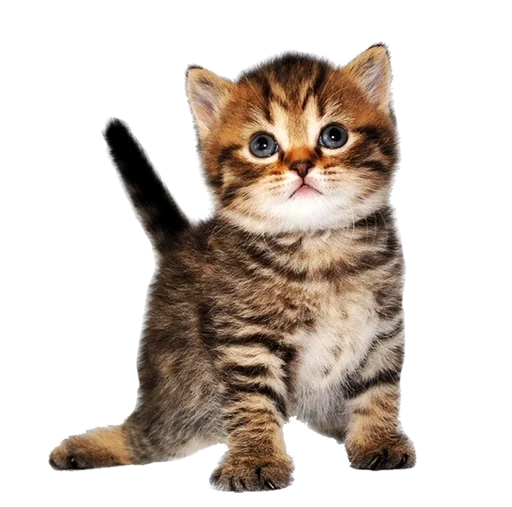 Эмодзи Cats 2