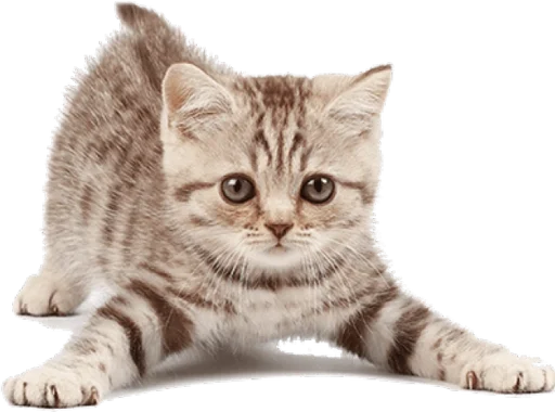 Эмодзи Cats 2