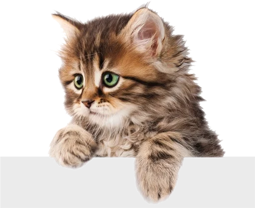 Эмодзи Cats 2