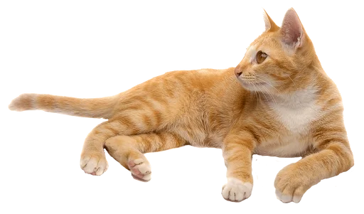 Эмодзи Cats 2