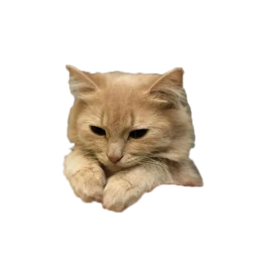 Эмодзи Cats 2