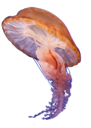Эмодзи Jellyfish