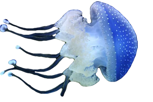 Эмодзи Jellyfish