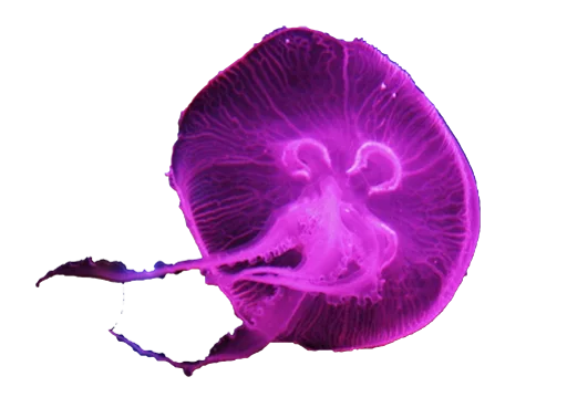Эмодзи Jellyfish