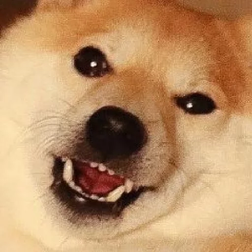 Эмодзи JiBotnbie (животные)