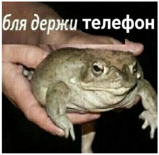 Эмодзи Жиж всё что движется