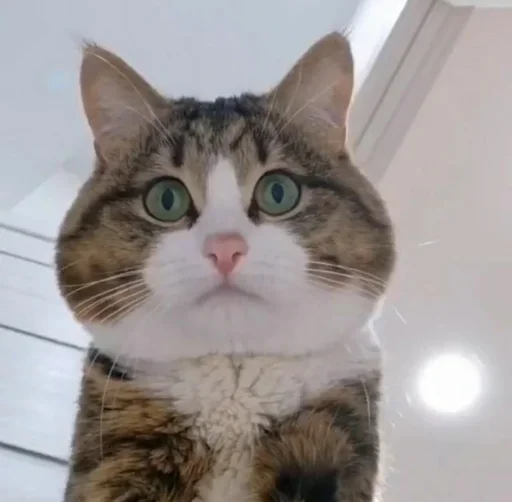 Эмодзи Just Cats