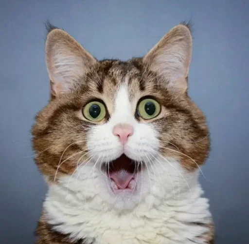 Эмодзи Just Cats