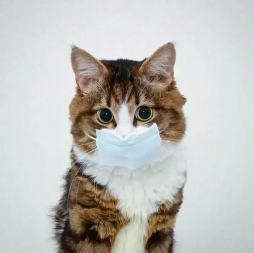 Эмодзи Just Cats