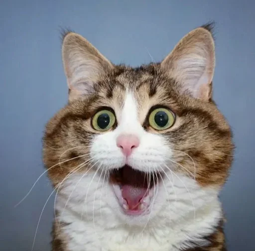 Эмодзи Just Cats