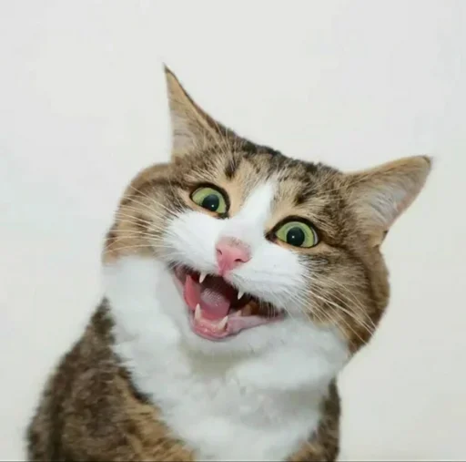 Эмодзи Just Cats