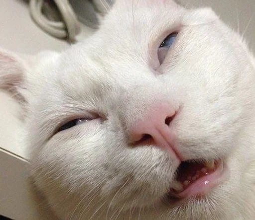 Эмодзи котяра