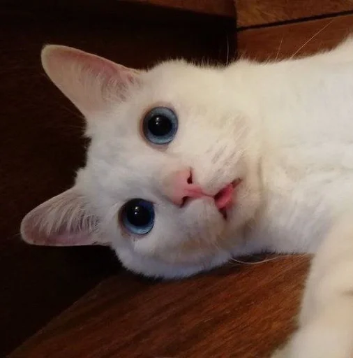 Эмодзи котяра