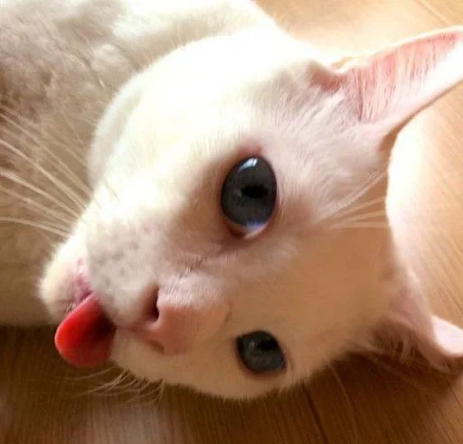 Эмодзи котяра