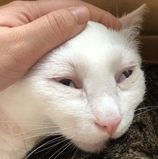 Эмодзи котяра