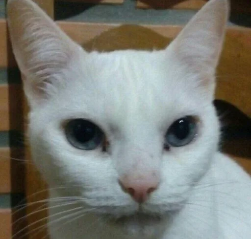 Эмодзи котяра