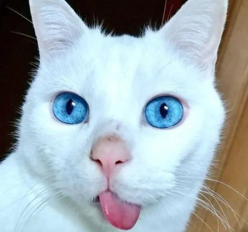 Эмодзи котяра