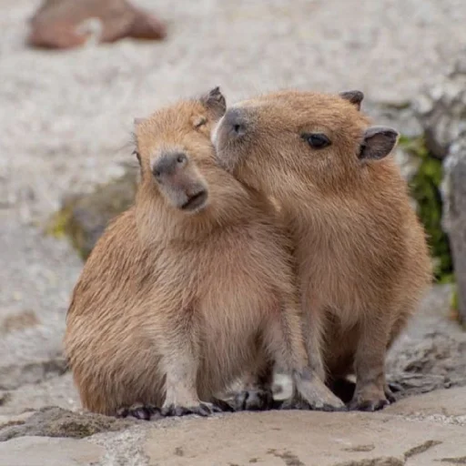 Эмодзи Капибара