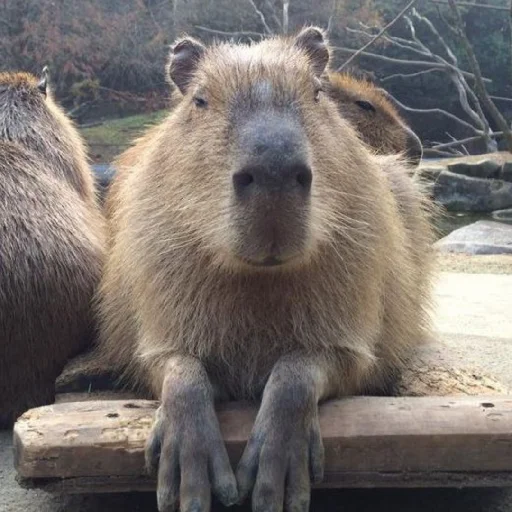 Эмодзи Капибара