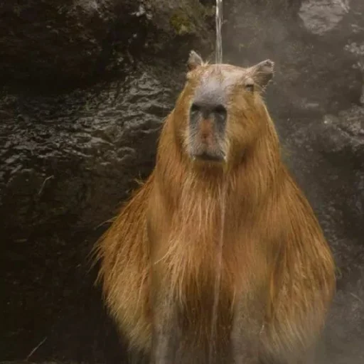 Эмодзи Капибара