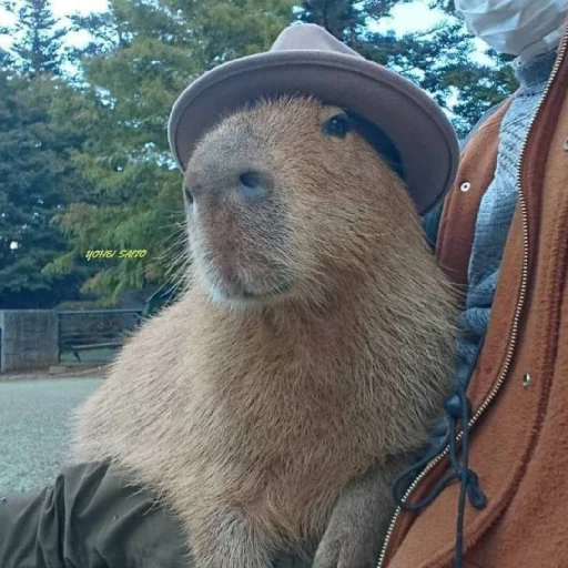 Эмодзи Капибара