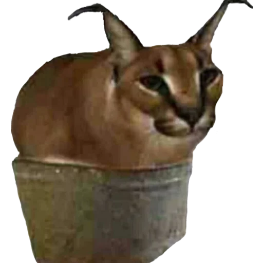 Эмодзи Шлёпанцы