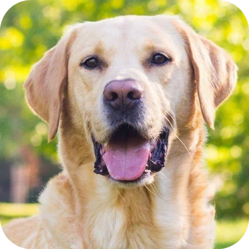 Эмодзи Dogs