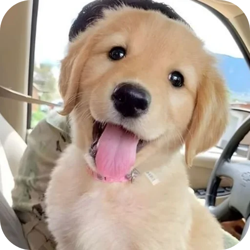 Эмодзи Dogs