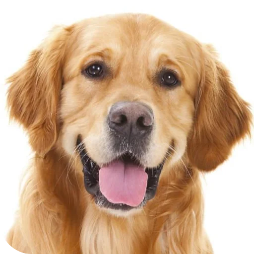 Эмодзи Dogs