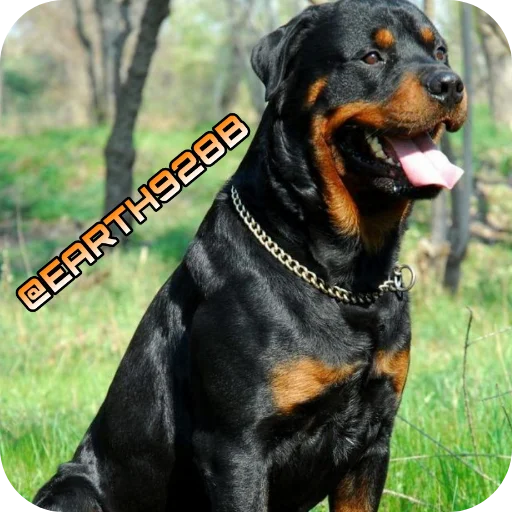 Эмодзи Dogs
