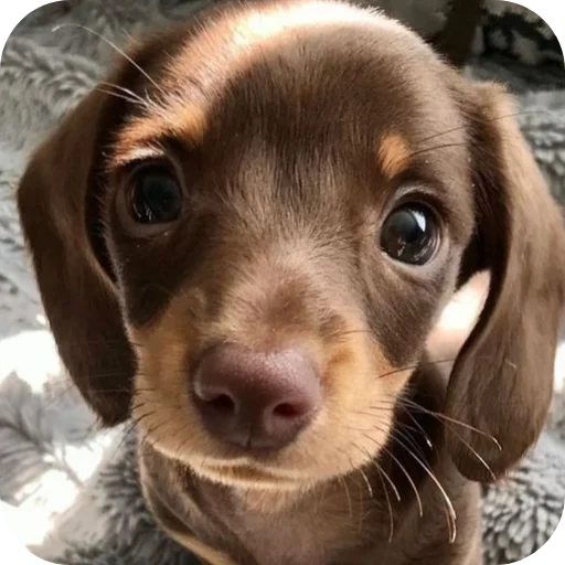 Эмодзи Dogs