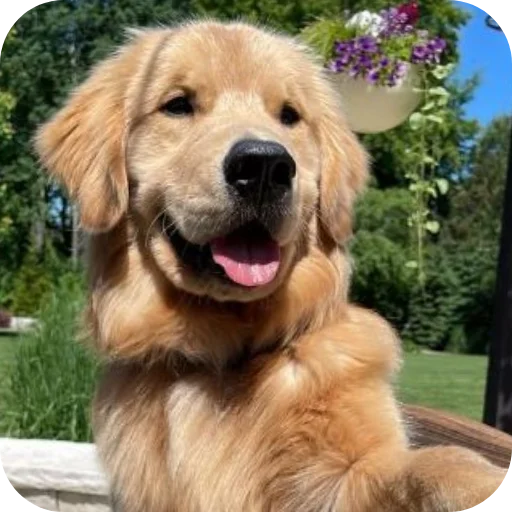 Эмодзи Dogs