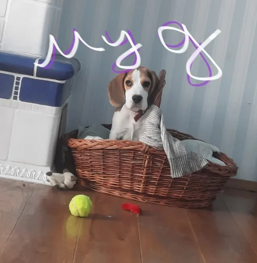 Эмодзи Beagle Amor