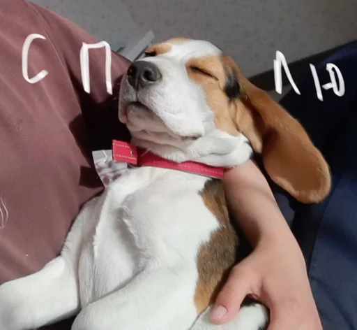 Эмодзи Beagle Amor