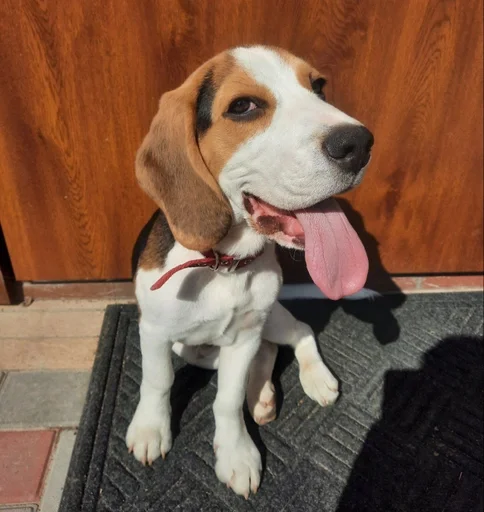 Эмодзи Beagle Amor