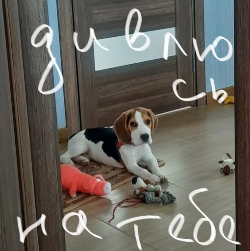 Эмодзи Beagle Amor