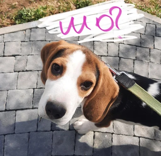 Эмодзи Beagle Amor